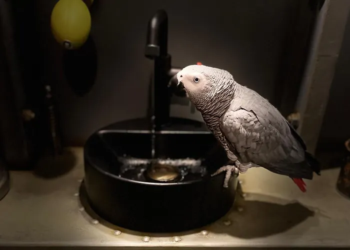 D'hotes Sous La Canopee Oda ve Kahvaltı